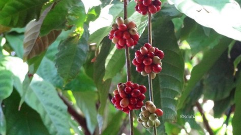 Coffee Cherries on the Tree (Sony a5000)