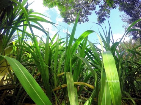 Worn’s Eye View of The Garden (GoPro Hero4 Black)